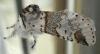 Furcula furcula